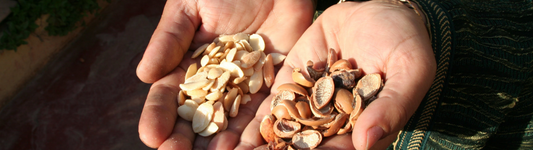 L’huile d’argan : l’or liquide du Maroc et l’héritage sacré des femmes berbères