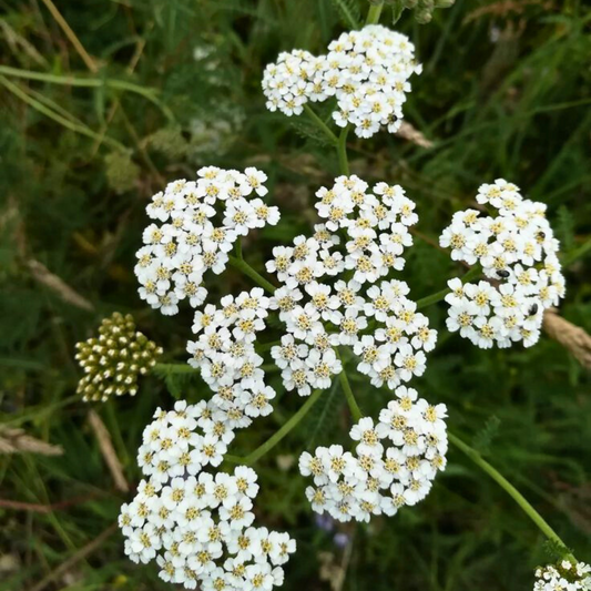 Fleurs blanches