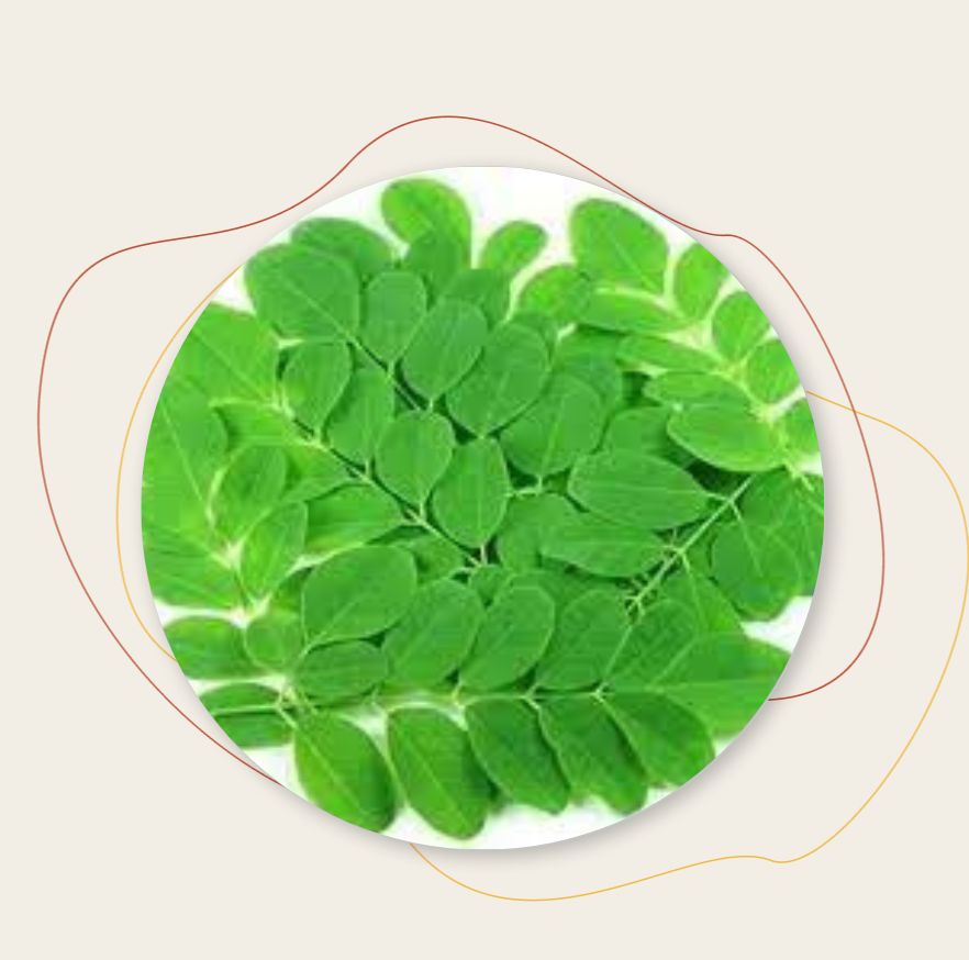 Moringa en feuille