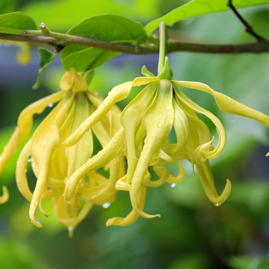 Comment aider les peaux grasses à réguler leur sébum, diminuer son stress et stimuler la pousse des cheveux? Découvrez les Bienfaits Cachés de l'Ylang-Ylang 🌿✨