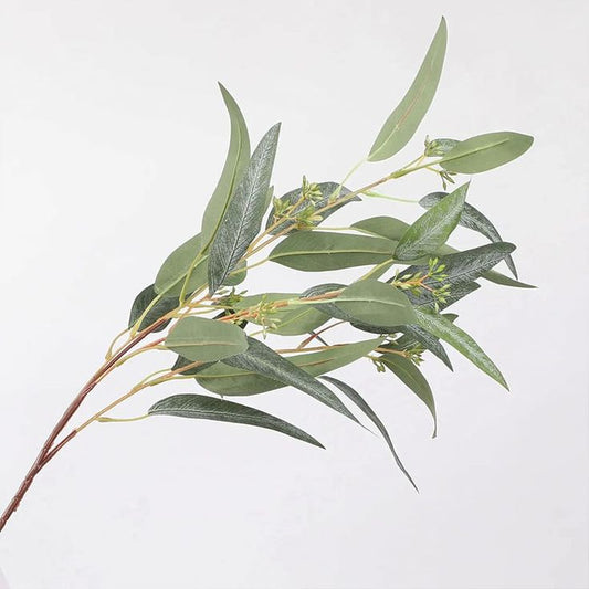 L'Eucalyptus : Le Souffle de Fraîcheur pour ta Beauté, ta Santé et ta Sérénité