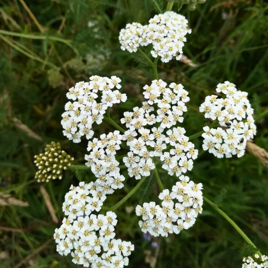 Fleurs blanches 