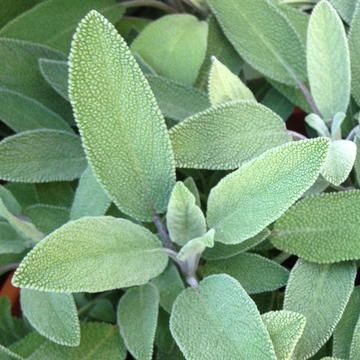 La Sauge : Miracle de la Nature pour Ta Beauté et Ton Bien-être