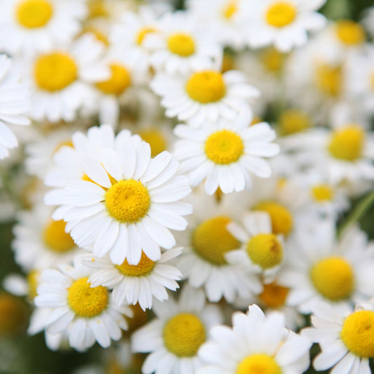 Comment utiliser la camomille pour votre Peau, vos Cheveux et Votre Corps  🌿✨