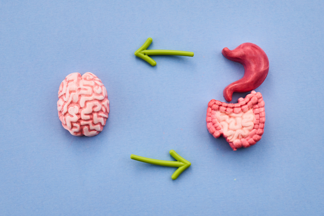 Microbiote et cerveau : comprendre le lien entre intestin, stress et concentration