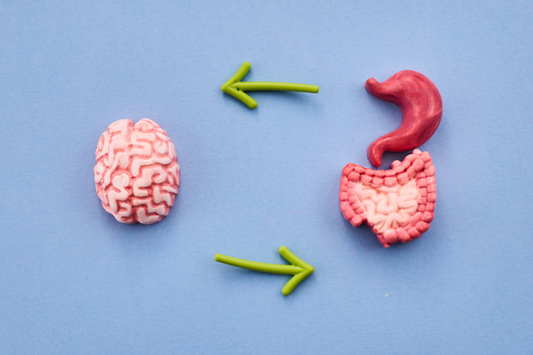 Microbiote et cerveau : comprendre le lien entre intestin, stress et concentration