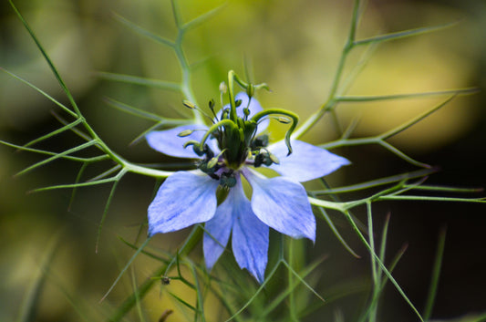 Huile de Nigelle : Guide Complet (Bienfaits, Maladies, Contre‑indications, Anti‑inflammatoire)