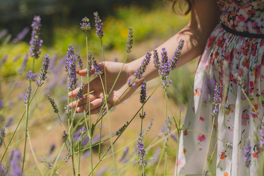 Les Bienfaits de la Lavande  : Un Trésor pour la Santé, la Peau, les Cheveux et l'Esprit