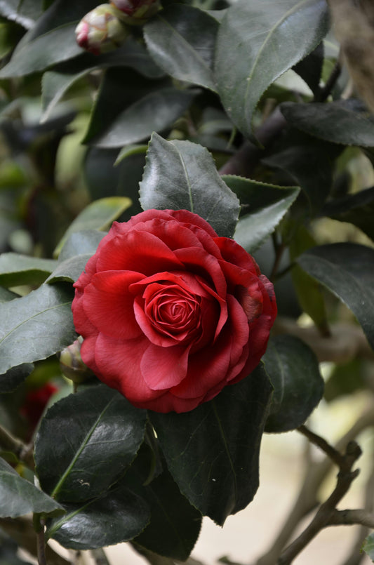 Découvrez les Pouvoirs Secrets de la Rose pour la Santé et la Beauté