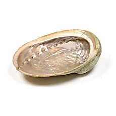 Coquilles Naturelles pour Pratiques Ésotériques et Équilibre Énergétique